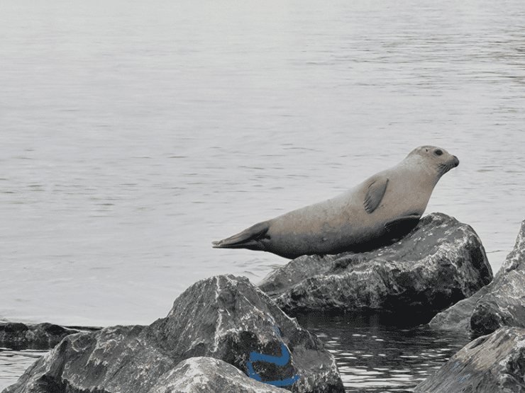 Harbor Seal Living Breakwaters x
