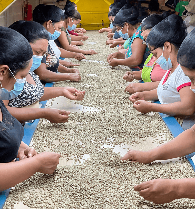 Stirred Up 7 sorting beans