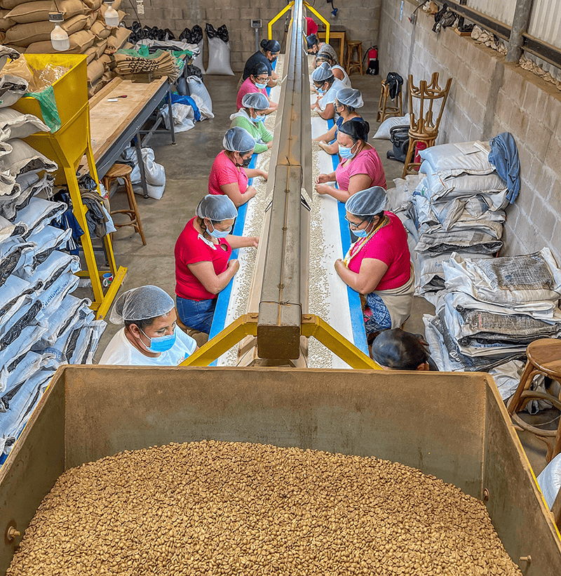 Stirred Up 4 sorting beans